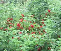 芒果官网入口 -?3麜磍慞錋撺H?--.?淼汁痫娙w?漜熨